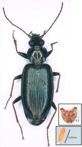 Réf. 264 039 : Bembidion ascendens